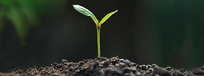 The Maroondah Addictions Recovery Project inc. - MARP (Lilydale, VIC) marp sprout hope The Maroondah Addictions Recovery Project inc. - MARP